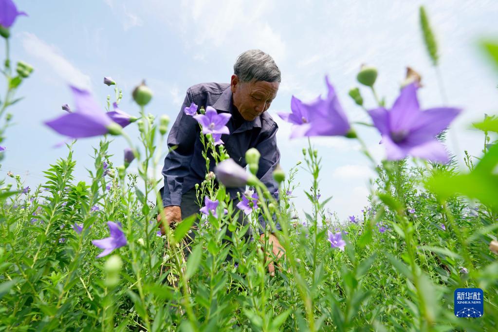 河北省邢臺(tái)市臨城県黒城鎮(zhèn)豊盈村で、桔梗畑の草むしりをする農(nóng)民（7月6日撮影?田暁麗)。