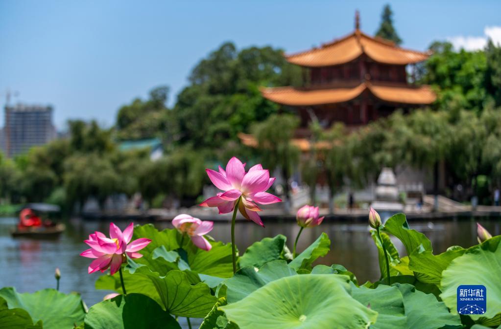 観光客を魅了するハスの花展　雲(yún)南省昆明