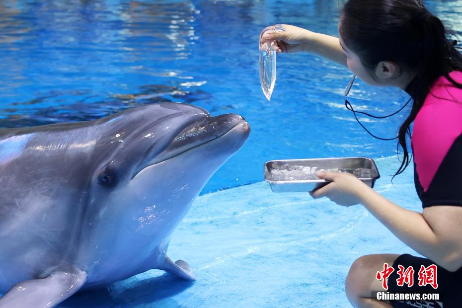 イルカにイカのゼリーを與える飼育員（撮影?王士龍）。