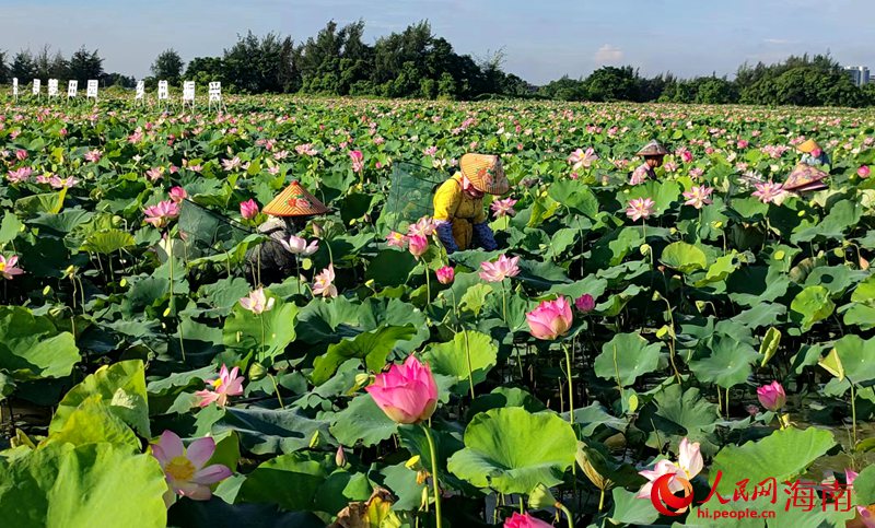 ハス池でハスの実を収穫する農(nóng)民（寫真提供?富力農(nóng)業(yè)）。