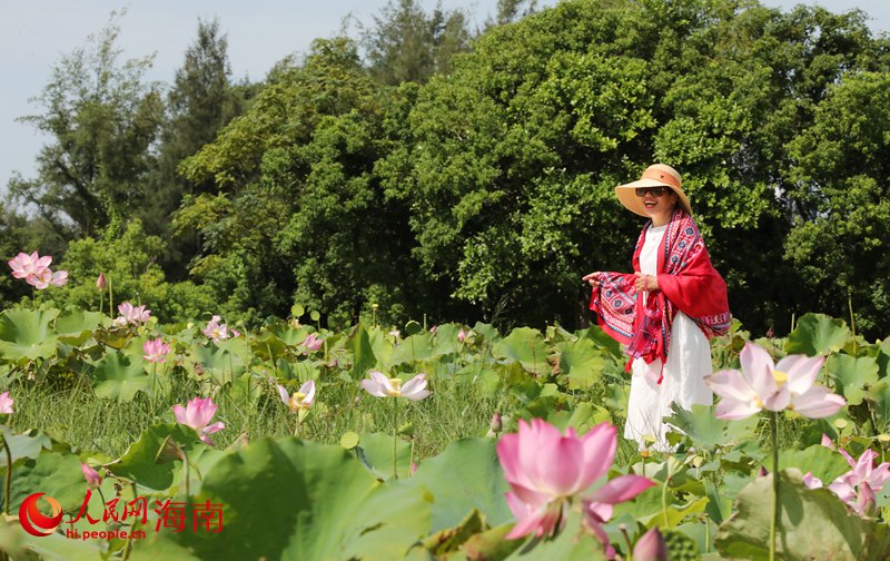 かつての荒地が一面のハス池に　海南省?？谑薪瓥|