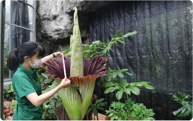 ショクダイオオコンニャクの仏炎苞の大きさを測る職員（寫真提供?國家植物園）。