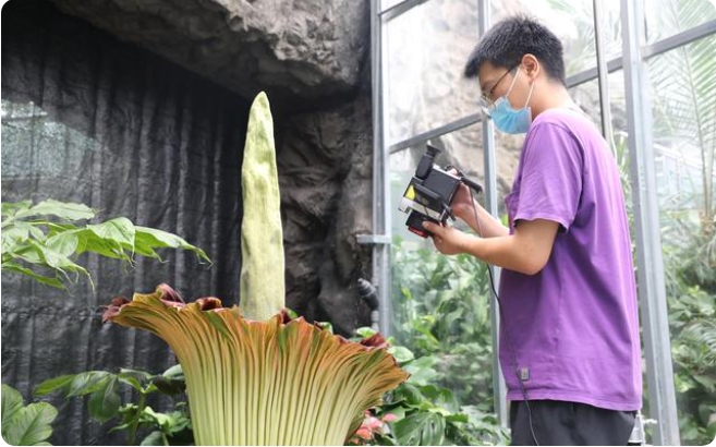 中國國家植物園でショクダイオオコンニャクが開花　複數(shù)個體開花は世界初