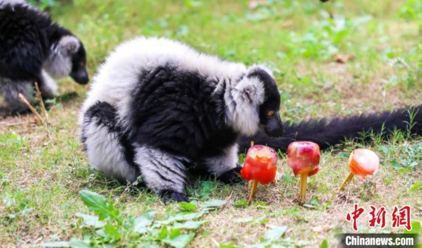 竜之夢動物世界で、小動物のエサに追加された果物のアイスキャンデー（寫真提供?太湖竜之夢楽園）。