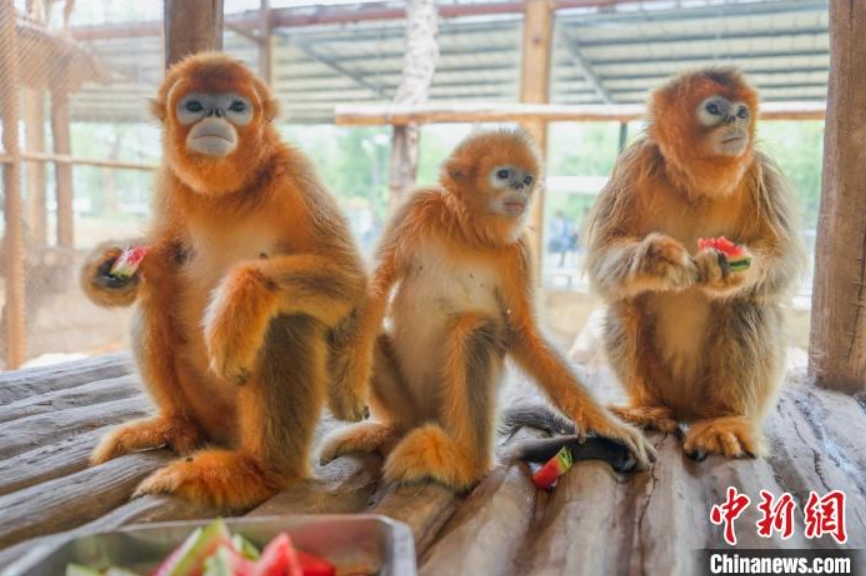 動物たちにはどんな暑さ対策？浙江省湖州のヒンヤリスタイルはこれ！