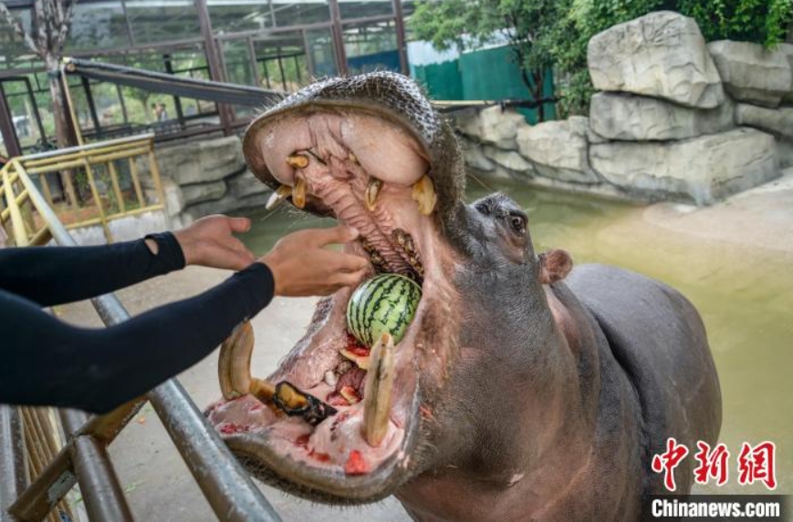 動物たちにはどんな暑さ対策？浙江省湖州のヒンヤリスタイルはこれ！