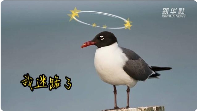 鳴き聲が人の笑い聲にソックリ？上海で「ワライカモメ」を確認　中國で初