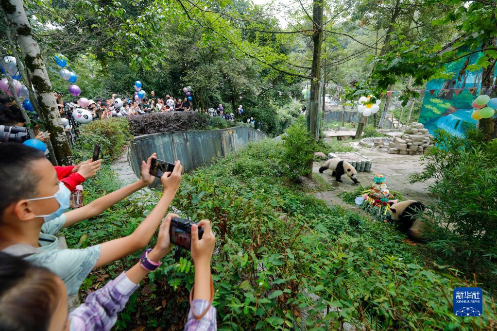 中國ジャイアントパンダ保護(hù)研究センター雅安基地で開かれた祝賀イベントで、特製のエサを味わうジャイアントパンダの「雅雅（ヤーヤー）」と「安安（アンアン）」を見學(xué)する來園客（8月3日撮影?沈伯韓）。