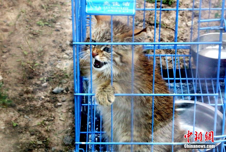 祁連山國(guó)家公園青海片區(qū)の「保育園」を訪れて