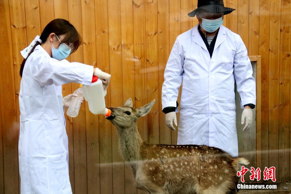 祁連山國家公園青海片區(qū)の「保育園」を訪れて