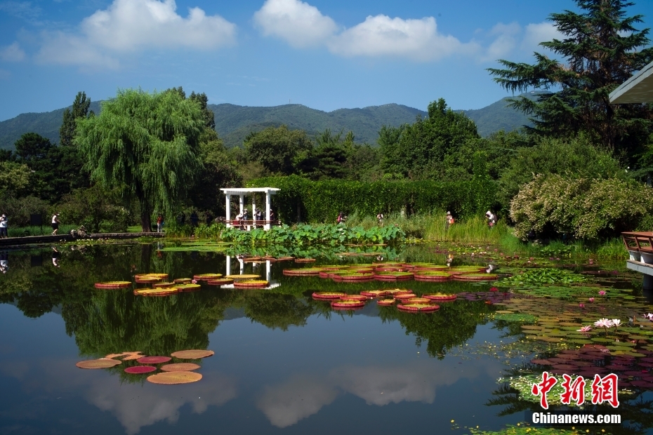 ハスとスイレンが満開を迎えた國家植物園南園（撮影?盛佳鵬）。 