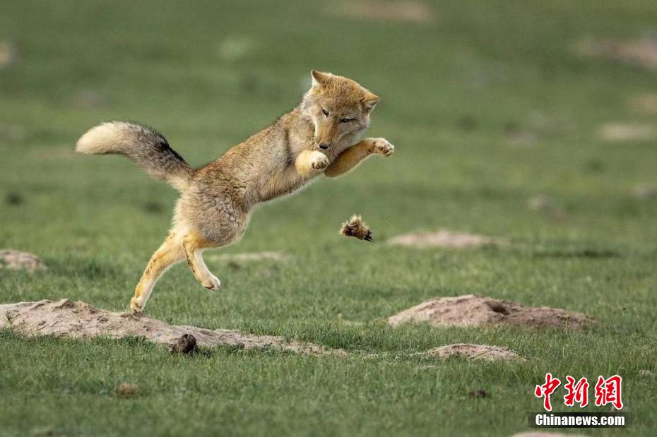 表情豊かな祁連山國家公園の動物たち　青海省