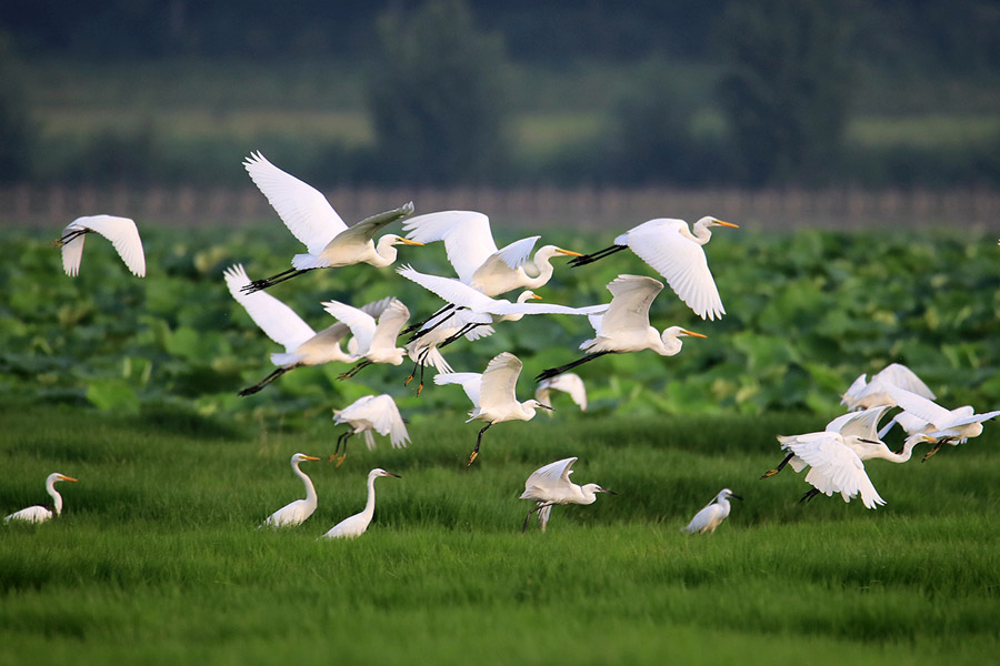 黃河濕地は鳥の楽園　山西省平陸