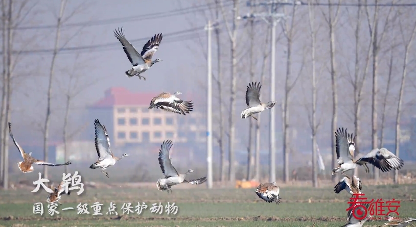 雄安新區(qū)の白洋淀に「鳥の楽園」再び