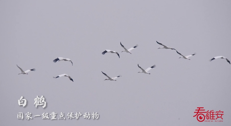 雄安新區(qū)の白洋淀に「鳥の楽園」再び