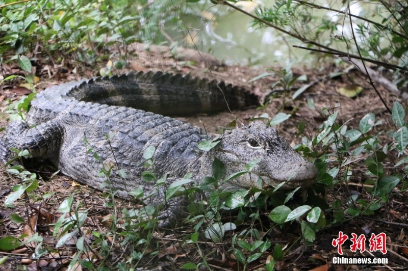 「ヨウスコウワニの村」浙江?湖州　2億年存続の「生きた化石」