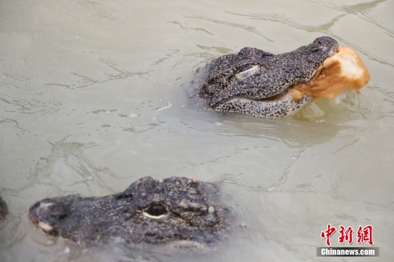 「ヨウスコウワニの村」浙江?湖州　2億年存続の「生きた化石」