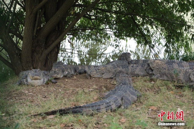 「ヨウスコウワニの村」浙江?湖州　2億年存続の「生きた化石」