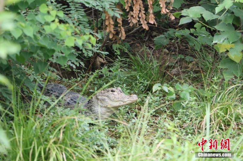 「ヨウスコウワニの村」浙江?湖州　2億年存続の「生きた化石」