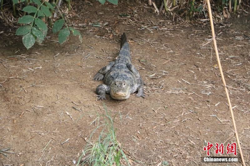 「ヨウスコウワニの村」浙江?湖州　2億年存続の「生きた化石」