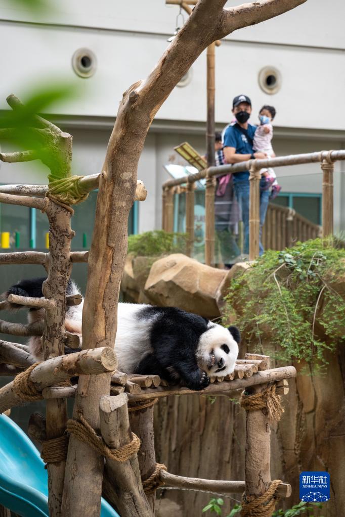 8月20日、マレーシア?クアラルンプール近郊にあるマレーシア國(guó)立動(dòng)物園ジャイアントパンダ保護(hù)センターで、木の臺(tái)の上で寢転がるパンダの「誼誼（イーイー）」（撮影?朱煒）