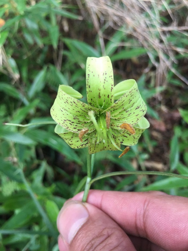 リリウム?ファルゲシーの花弁（提供?重慶陰條嶺國家級自然保護(hù)區(qū)管理センター）