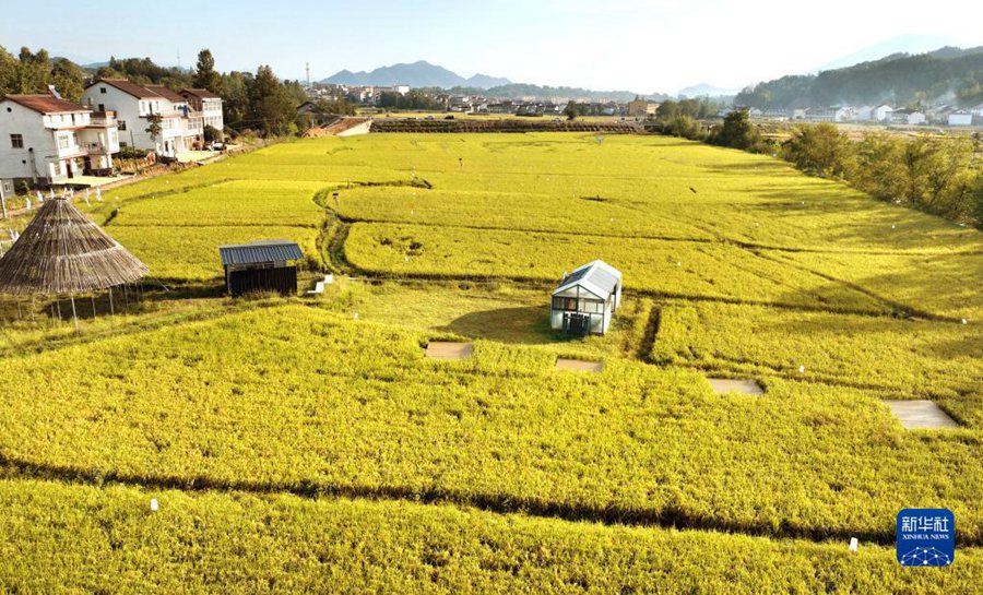 実りの季節(jié)迎え一面に広がる黃金の田んぼ　陝西省南鄭區(qū)