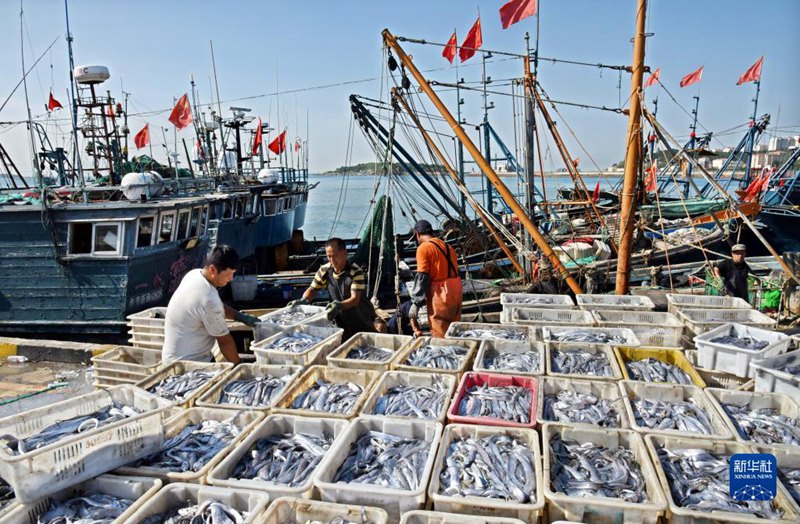 大漁だ！秋の漁解禁で魚を満載した船が続々帰港　山東省青島