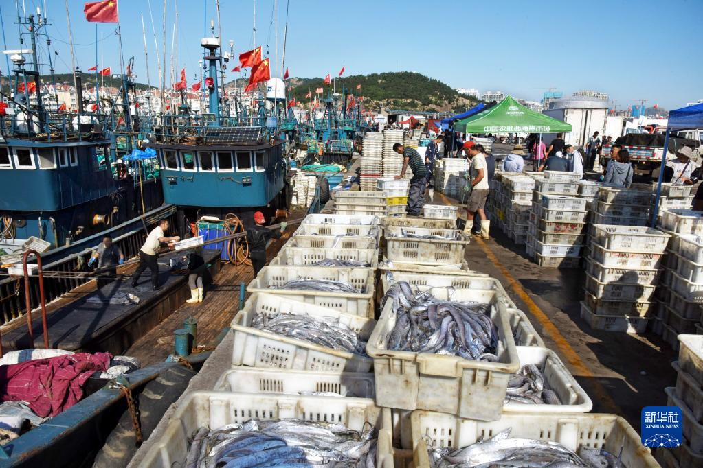 大漁だ！秋の漁解禁で魚を満載した船が続々帰港　山東省青島