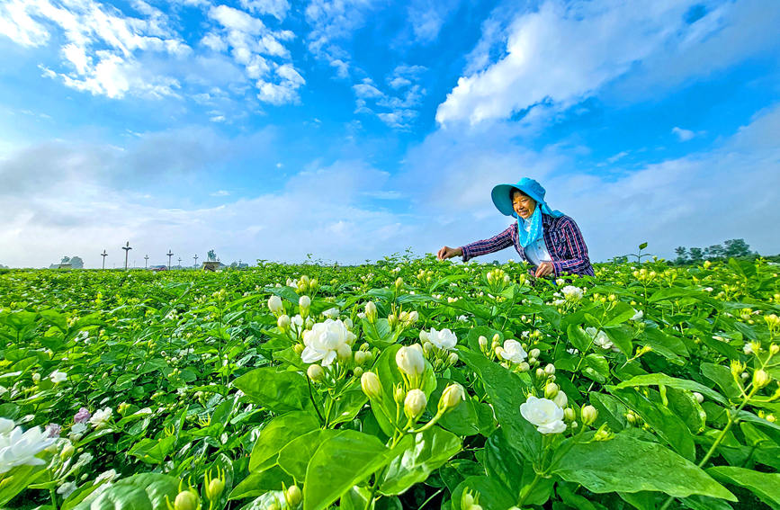 ジャスミンの花が作り上げた街?広西橫州市