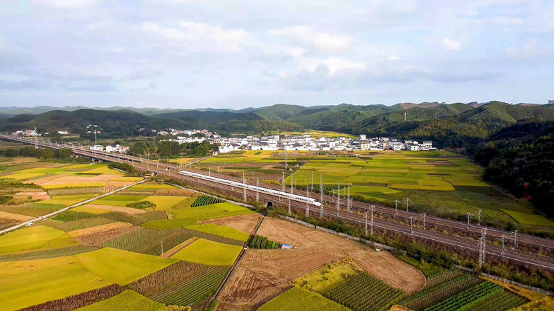 南寧市興寧區(qū)の高速鉄道沿いに広がる黃金色の美しい稲田（寫真提供?興寧區(qū)融合メディアセンター）。