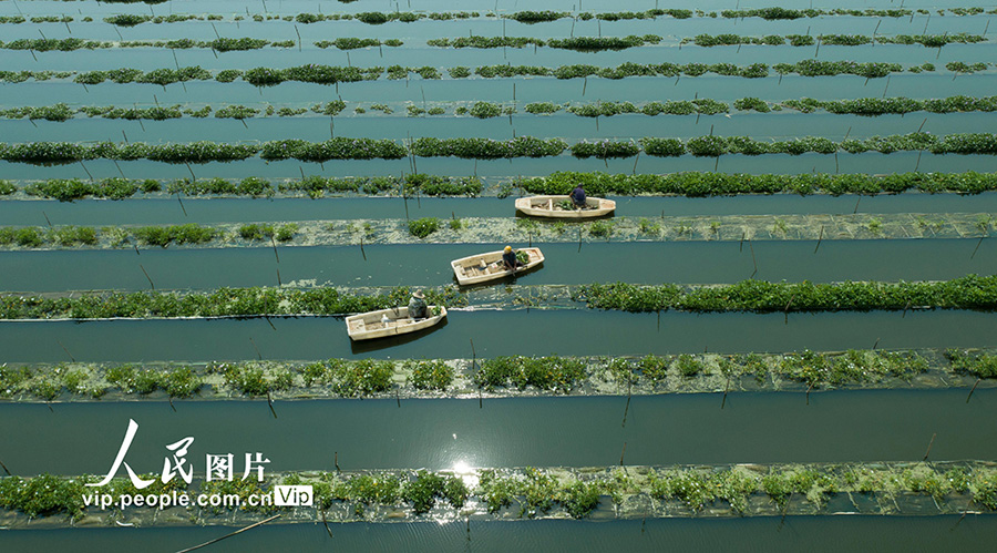 江西省新余市渝水區(qū)姚圩鎮(zhèn)の魚類?野菜共生栽培養(yǎng)殖基地でボートを操りながら、空心菜の収穫を行う農(nóng)民（撮影?趙春亮）。