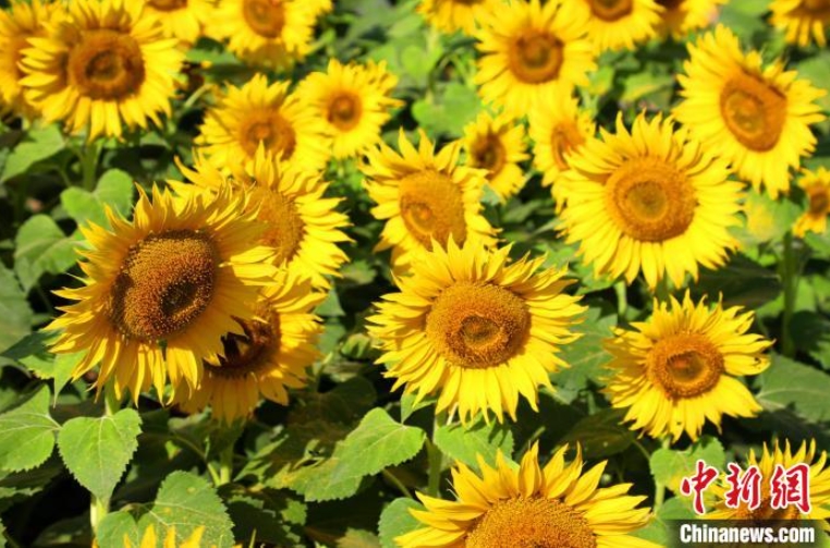 金色の大海原のように咲くひまわりの花　新疆