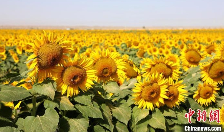 金色の大海原のように咲くひまわりの花　新疆