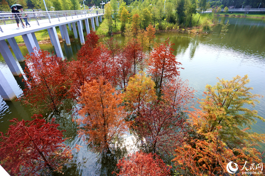 福建省廈門(mén)（アモイ）市にある山海健康歩道の林海線東山環(huán)廊で、「秋服」に衣替えしたラクウショウ（撮影?陳博）。