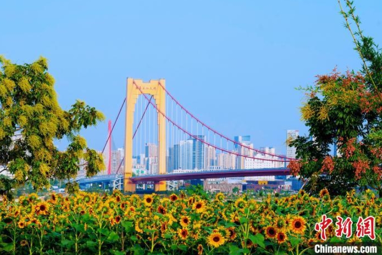 観光客を魅了する川沿いに広がるひまわり畑　湖北省宜昌市