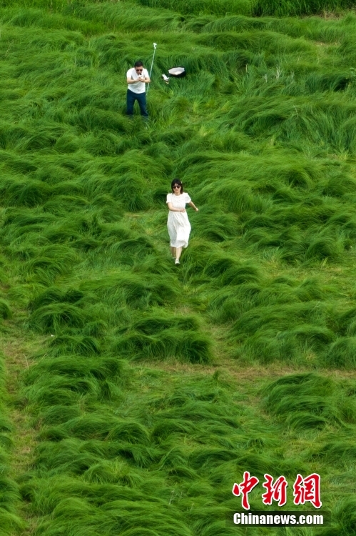 南京の石臼湖にフワフワの草原が出現(xiàn)　「となりのトトロ」のワンシーンにそっくり　江蘇省