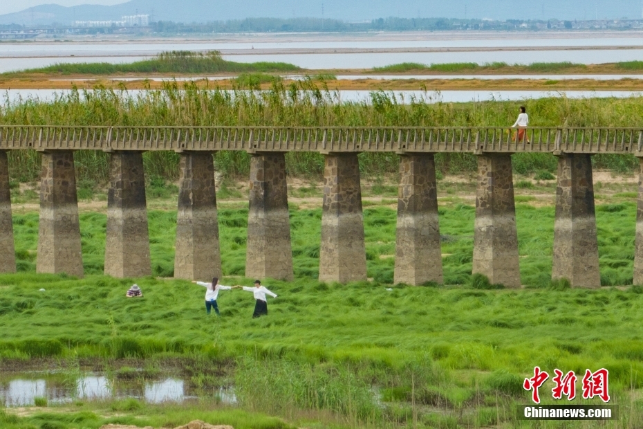 南京の石臼湖にフワフワの草原が出現(xiàn)　「となりのトトロ」のワンシーンにそっくり　江蘇省