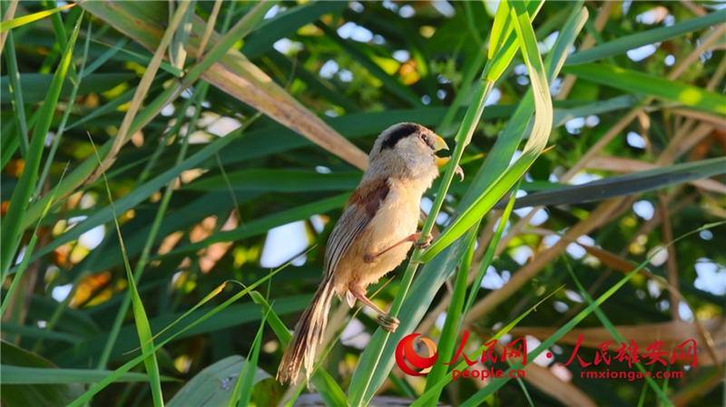 雄安白洋淀で國家二級重點保護野生鳥類「カオジロダルマエナガ」を確認　河北省