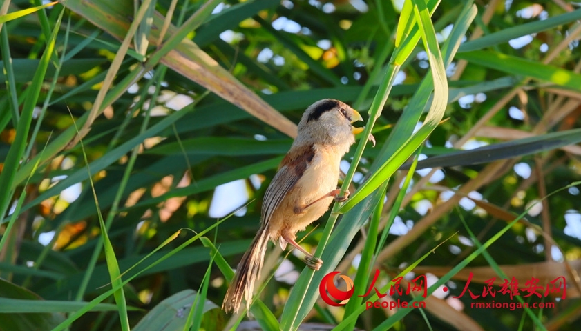 雄安白洋淀で國家二級重點(diǎn)保護(hù)野生鳥類「カオジロダルマエナガ」を確認(rèn)　河北省