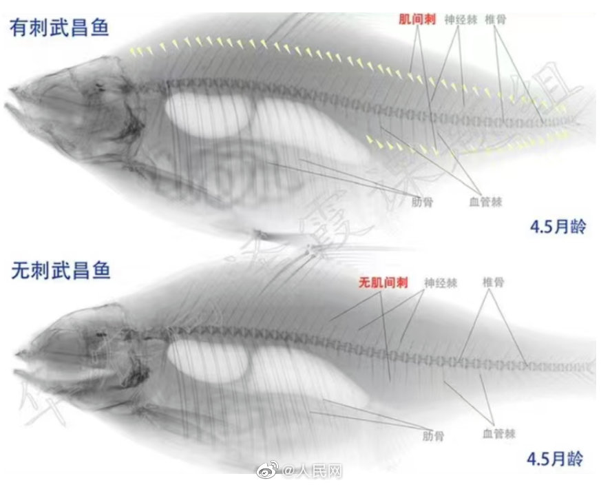 小骨の少ない武昌魚の育種に成功　湖北省武漢市