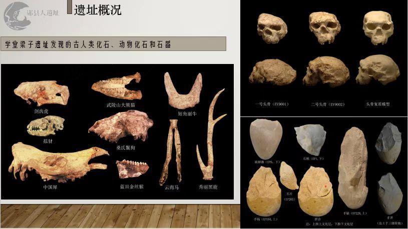 ユーラシア內(nèi)陸部の同時代の最も整ったホモエレクトゥス頭骨化石を発見