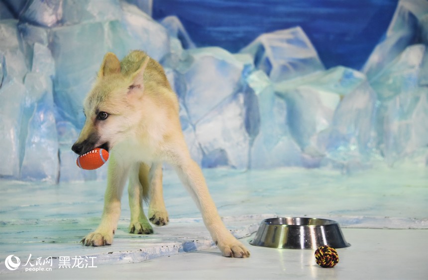 世界初の「クローンホッキョクオオカミ」がハルビン極地公園で公開　黒竜江省