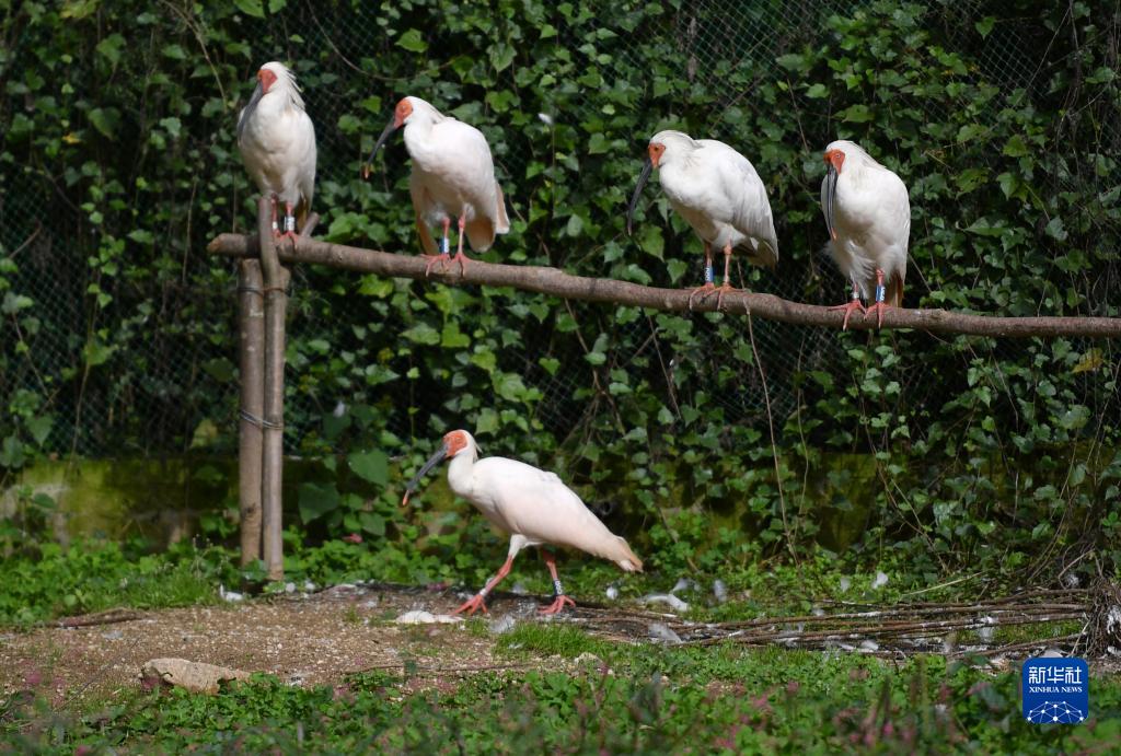 陝西省安康市寧陝県にあるトキ野生化放鳥基地管理ステーションの過渡期飼育エリアのトキ（10月10日撮影?邵瑞）。