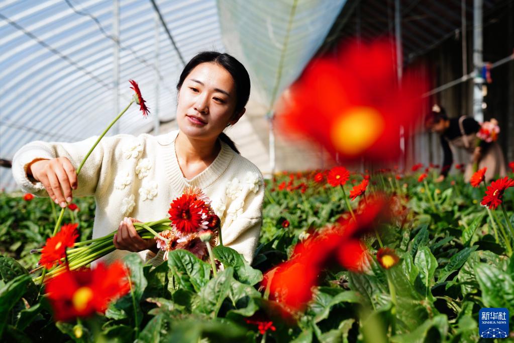 山東省日照市莒県招賢鎮(zhèn)にあるガーベラ生産基地で、ガーベラの花を摘む作業(yè)員（10月11日撮影?郭緒雷）。