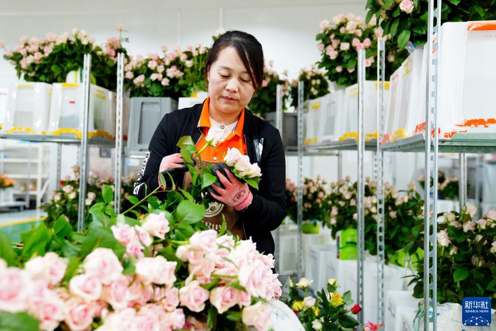 農(nóng)村振興の道を切り拓く生花　山東省莒県