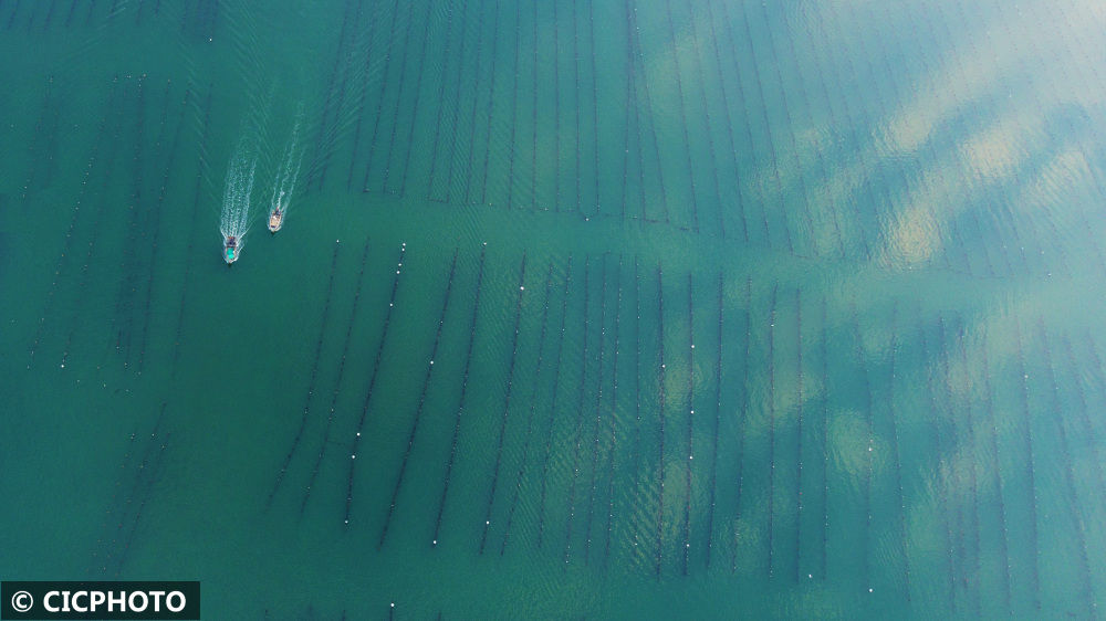 山東省栄成市に広がる秋の海面養(yǎng)殖の風景