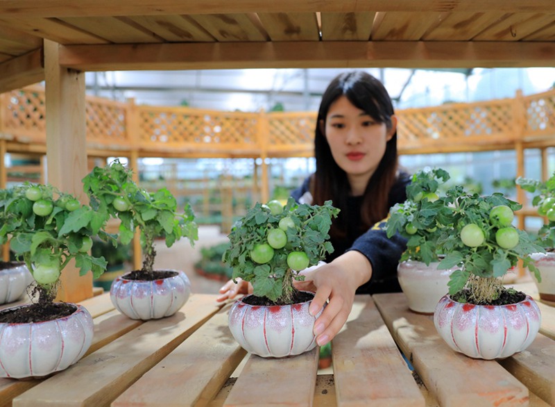 小さな鉢に植えた野菜の手入れをする花卉農(nóng)家（撮影?丁華明）。