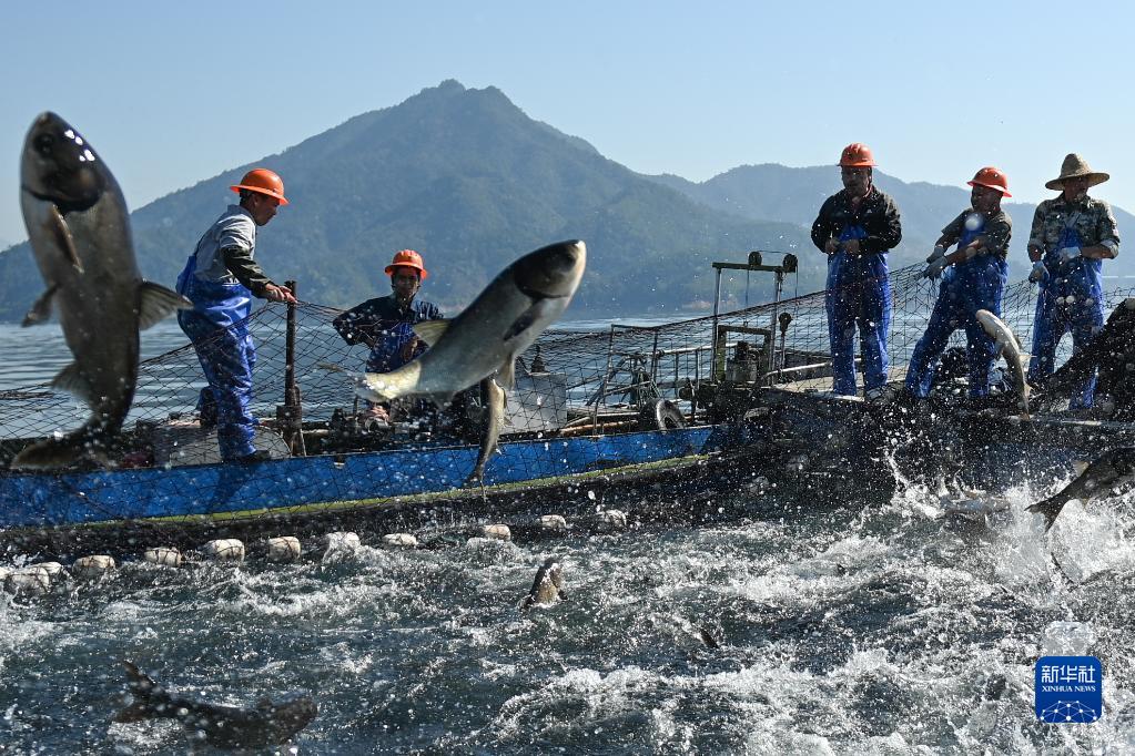 巨大な漁網(wǎng)で魚(yú)を捕る「巨網(wǎng)捕魚(yú)」で豊漁に　浙江省千島湖