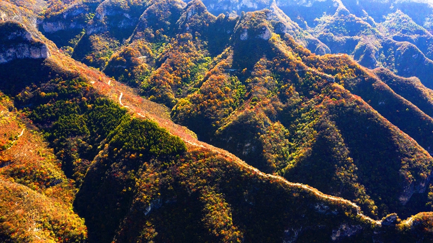 河北省邯鄲市渉県偏城鎮(zhèn)荘子嶺の紅葉大渓谷に広がる秋景色（撮影?楊彥忠）。